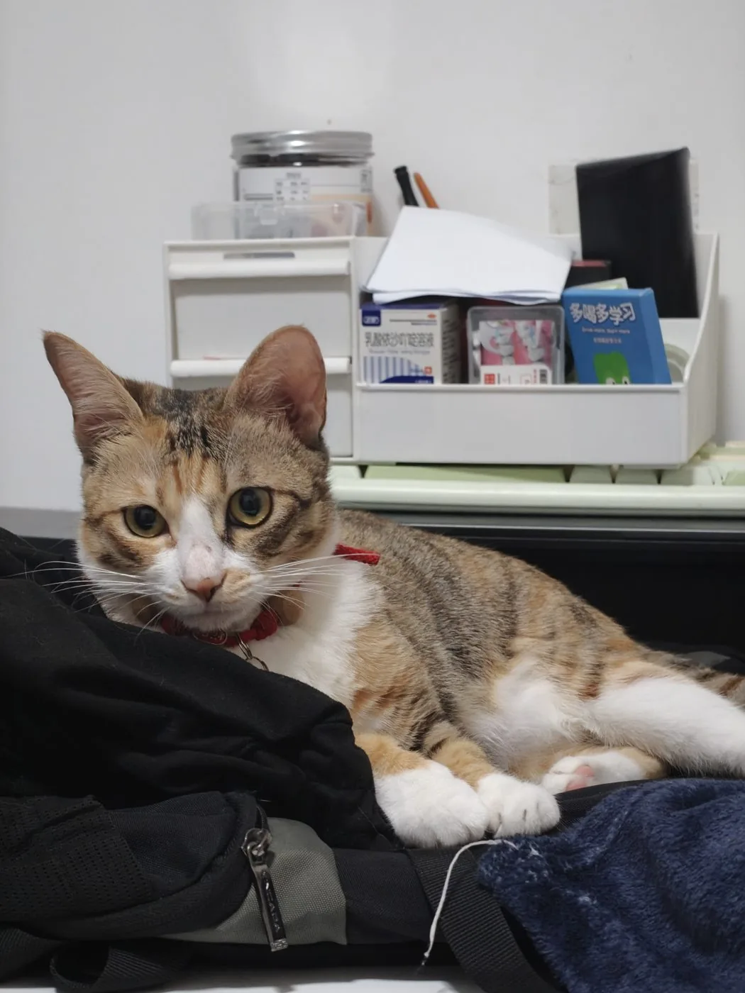 Jiaotang the tabby cat