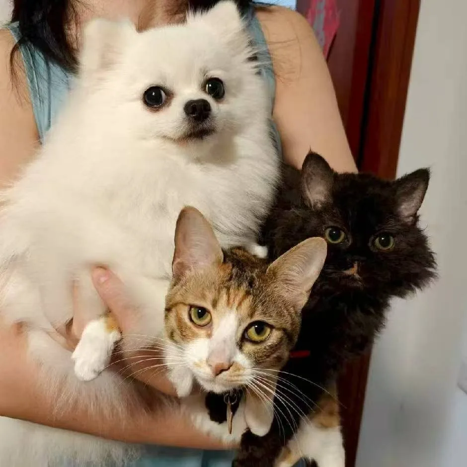 Jiaotang, Pearl and Pudding